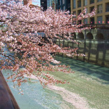 桜と川面に浮かぶ花びらです