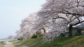 今年は遅いみたい・・・