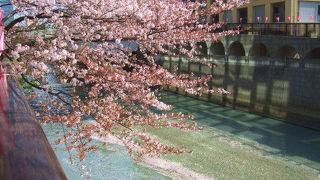 春先に桜が見事な沿岸