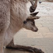 カンガルーにであうなら、ここ！