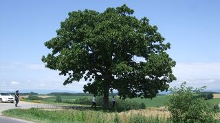 この木もたばこの宣伝に使われた木のひとつです