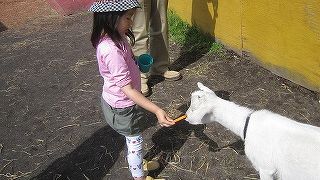 富士山の見える牧場