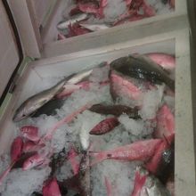 お店のクーラーボックス。もうすぐ煮るなり焼かれるなりします。