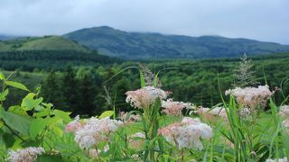 高山植物観察の穴場？