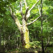 秋田の世界自然遺産！『白神山地』