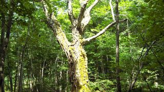 秋田の世界自然遺産！『白神山地』