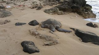 見てるだけでも癒される海ガメ。