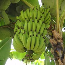 ジャングルな店内