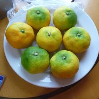ウェルカムフルーツ（済州名産みかん）甘くておいしい（10個位