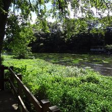 自然あふれるきれいな川です