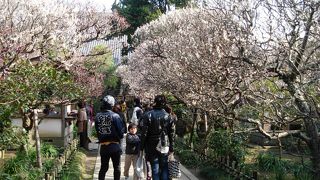 梅の季節もにぎやかです