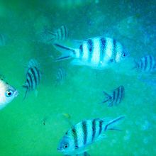 マヌカン島の魚。桟橋のそばに多い