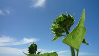 のんびり楽しめる海水浴場