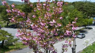 本栖湖　桜の季節がおすすめです