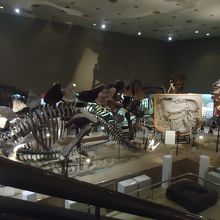 恐竜の骨格