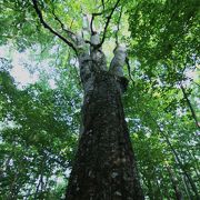 圧倒的な存在感！樹齢400年の「森の神」