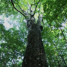 ブナの巨木 森の神 (ニドムカムイ)