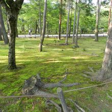 三門〜本堂間は小さな森のようなスペースです