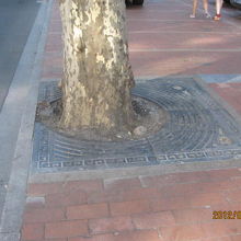 植樹のスペース