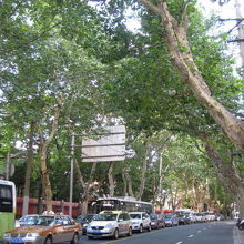 大樹に育ってる。