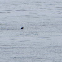 目の前にゴマアザラシが