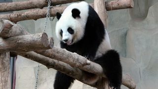 ジャイアントパンダの親子が居ます　全部で3頭