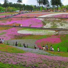 ５月４日だと花が終わりかけている羊山公園の芝桜