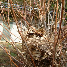 小鳥の巣、いたるところに小鳥の巣があります