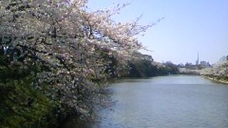 舞鶴公園は桜の名所