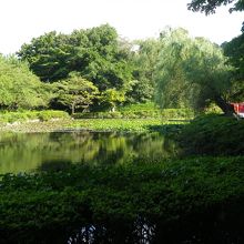 公園内の沼