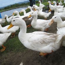 アヒルの大行進