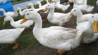 羊の毛狩りショー