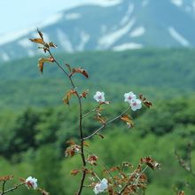 山桜が咲いていました！