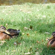 つがい・・本当に多いです。逃げません
