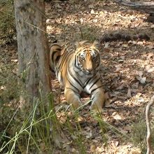 バンダウガル国立公園