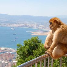 ジブラルタル海峡を眺める野生の猿