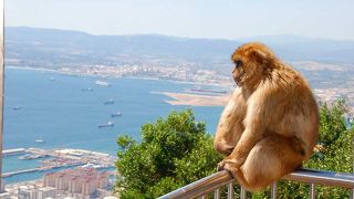 猿と一緒に海峡をながめる
