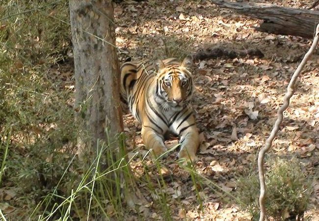 バンダウガル国立公園