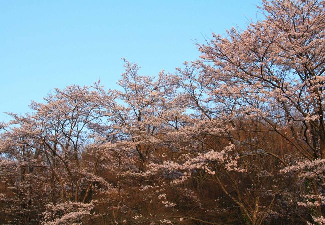 真禅寺