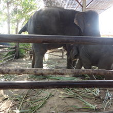 赤ちゃん象は可愛かった＾＾