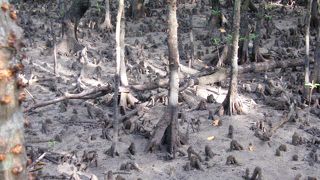 マングローブの森を散策