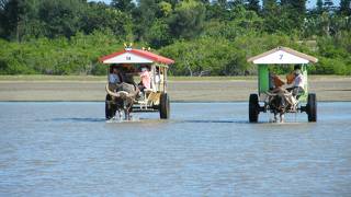 由布島の水牛の家系図？売ってました。