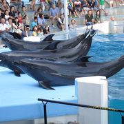 日本で一番楽しい水族館です