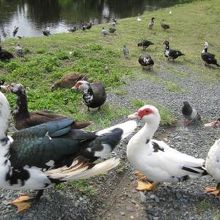 可愛い水鳥に会えますよ♪