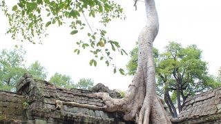 木の神秘！木が浸食しているのか、それとも木が守っているのか！？