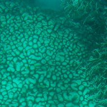 その名も「じゃがいもサンゴ」だそう