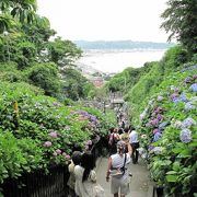 紫陽花で有名ですが・・・