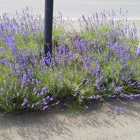 良い季節だと、近所でこんなに綺麗な花が咲いてます