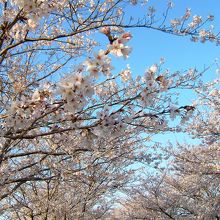 満開の桜