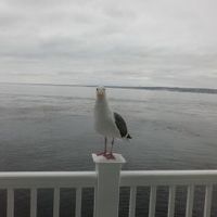 ベランダのカモメ